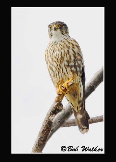 Merlin (Falco columbarius), A.K.A. Bird Hawk