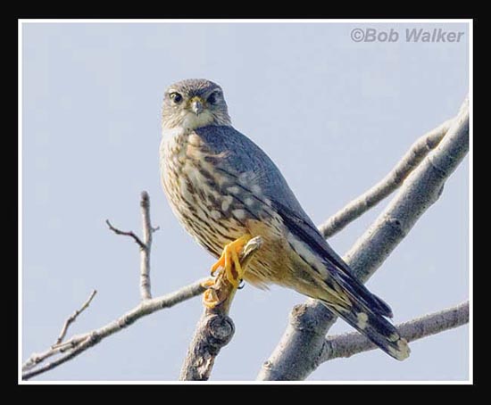 This Merlin Has Spotted Me