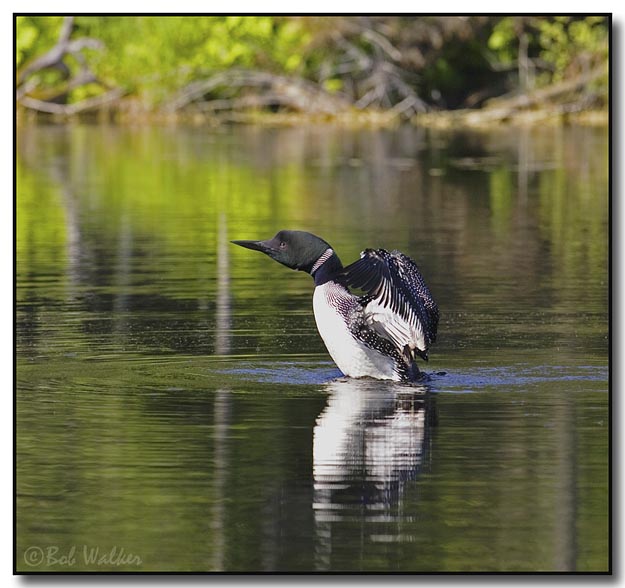 Again The Loon Rises Sometimes In Preparation For Flight