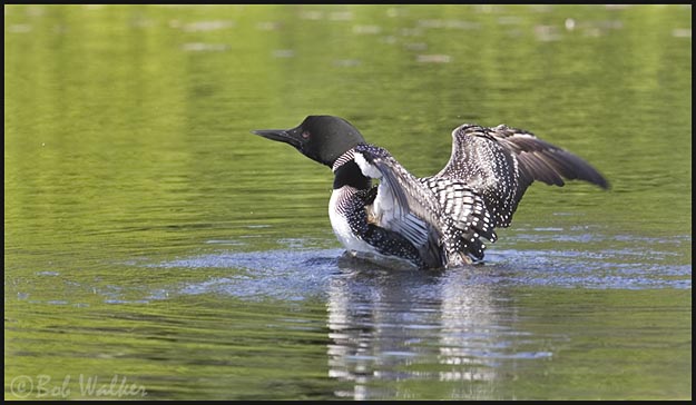 The Loon Rises From Time To Time For What Ever Reasons