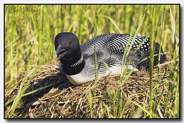 The Loon Is Always Vigilant And One Has To Be Careful So As Not To Disturb It