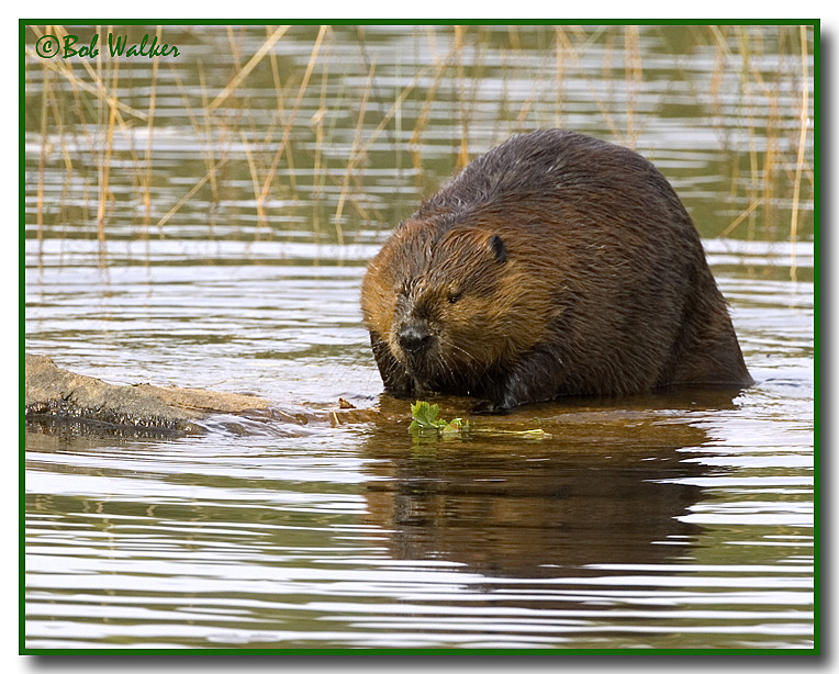 Beaver (Castor canadensis)