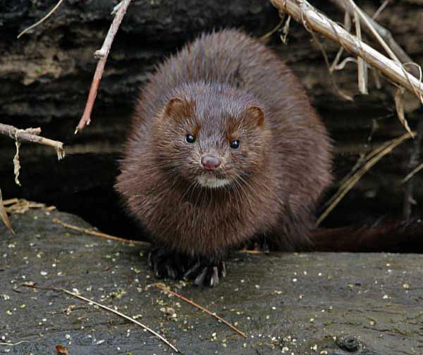 Mink (Mustela vison)