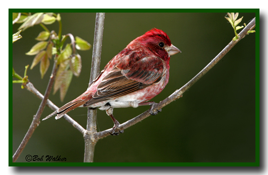 Purple Finch (Carpodacus purpureus)