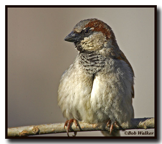 House Sparrow (Passer domesticus)