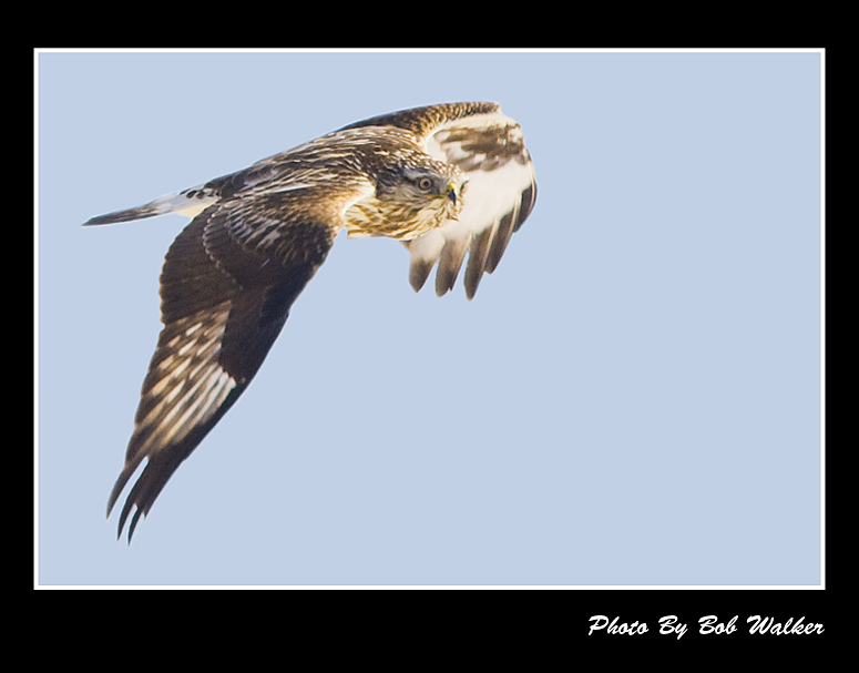 Hawk In Flight