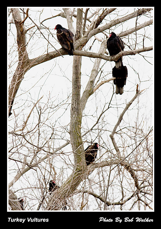 The Buzzard Tree