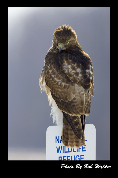 Juvenile Red Tail Hawk With An Attitude