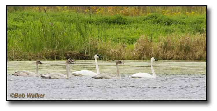 Its A Family Affair