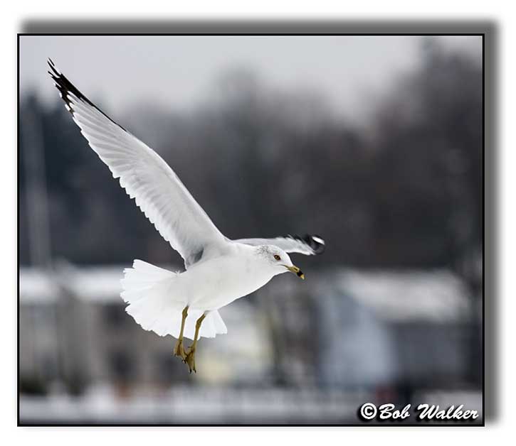 Ring Billed Seagull Commonly Seen