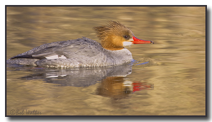 Female Common Merganser