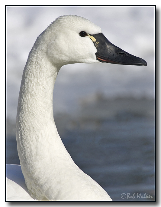 Tundra Swans Portrait