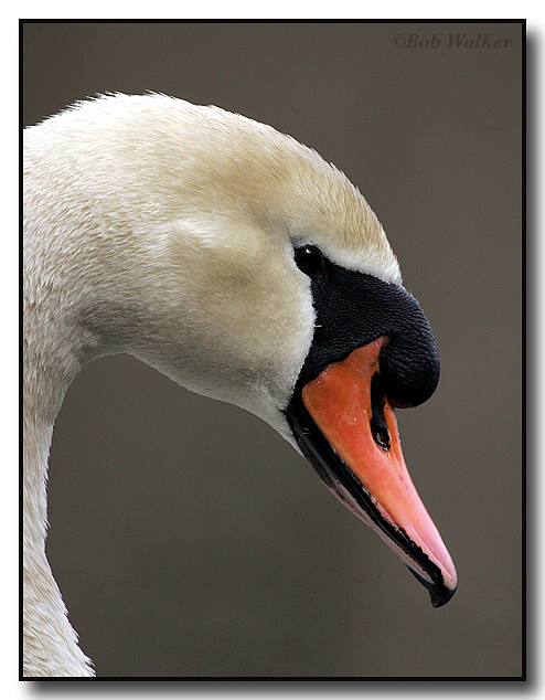A Mute Swans Side Profile