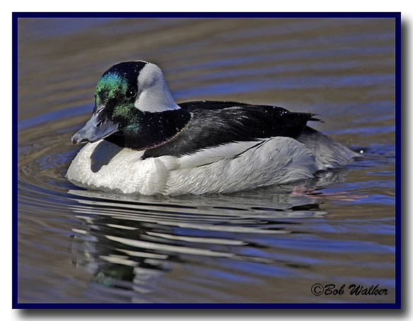 A Bufflehead Adult Male In Breeding Plumage 