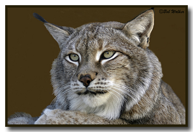 Canadian Lynx (Felis lynx)