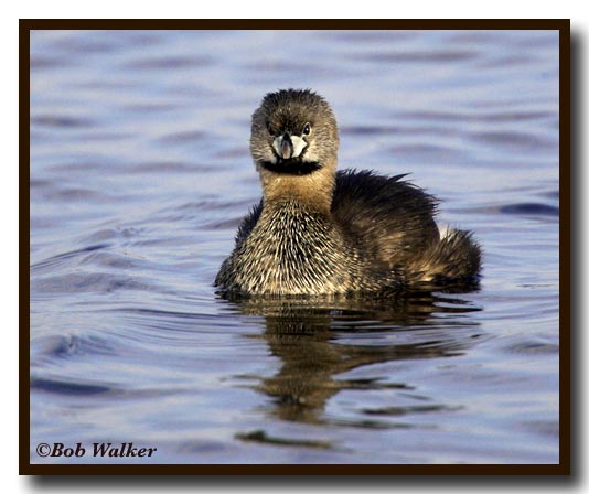 Pied-billed Grebe With An Attitude