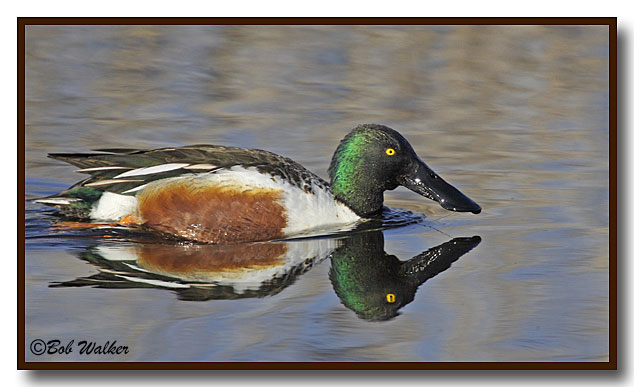 A Northern Shoveler Male