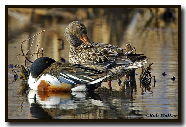 Male And Female Northern Shovelers Taking A Rest In The Refuge