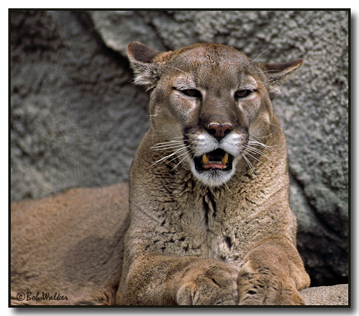 Mountain Lion (Felis concolor)