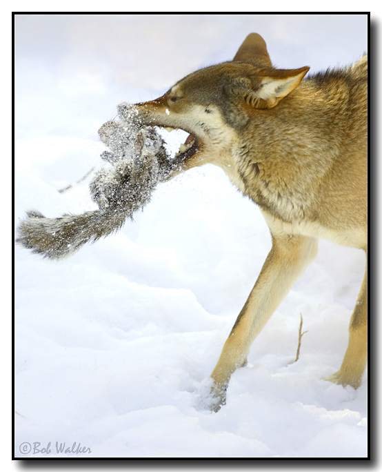 Red Wolf With Its Cached Prey