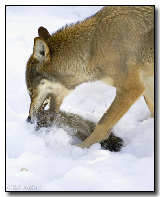 Red Wolf (Canis rufus) Nawing At Its Prey