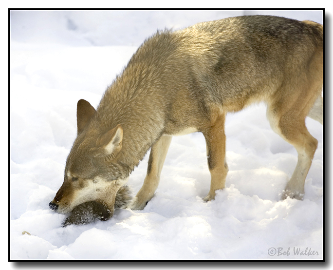Red Wolf Trying To Eat Its Prey