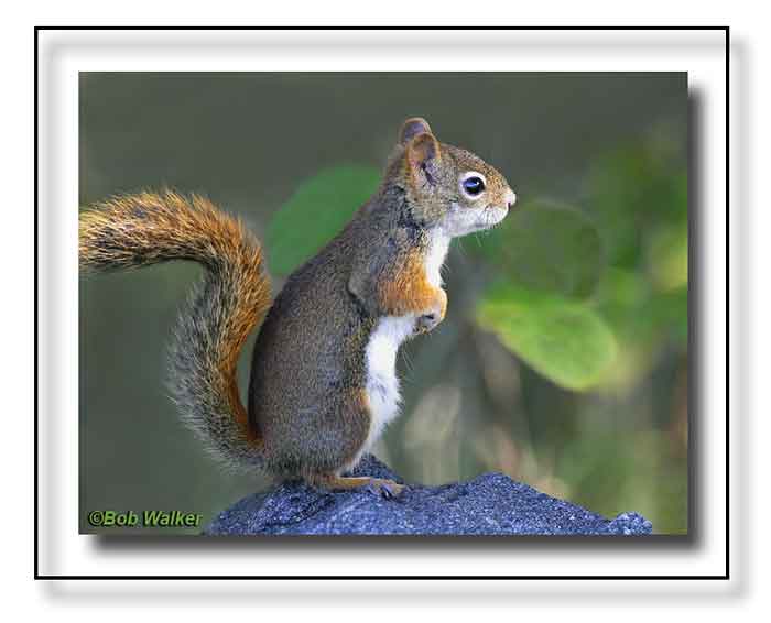 The Red Squirrel