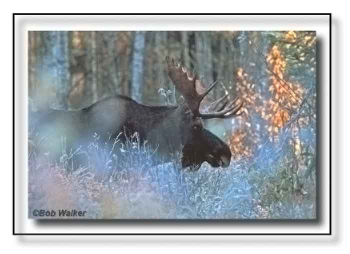 Monarch In The Mist
