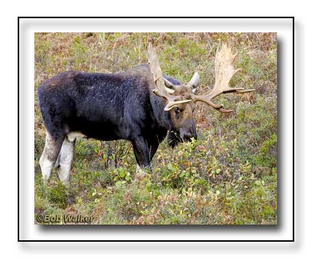 Bull Moose Grabbing A Bite To Eat