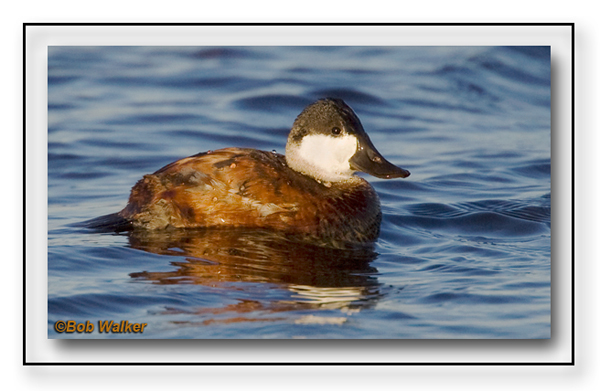 Ruddy Duck