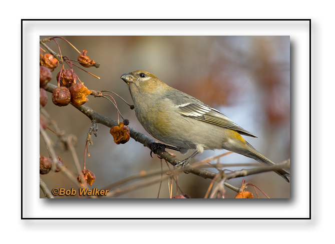 Female Pine Grosbeak Doing Her Thing