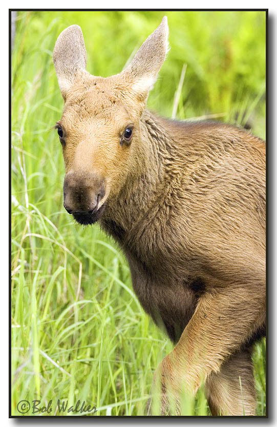 Moose Calf Watching Me