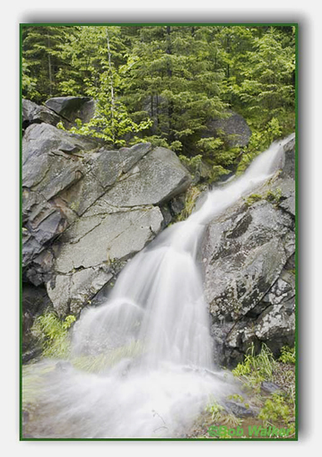 An Algonquin Spring Roadside Runoff