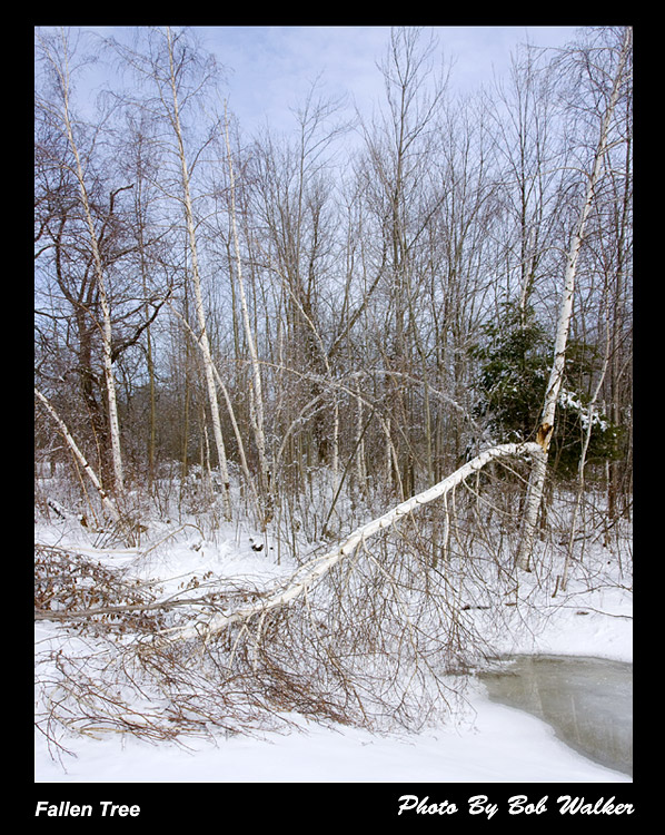 Fallen Tree