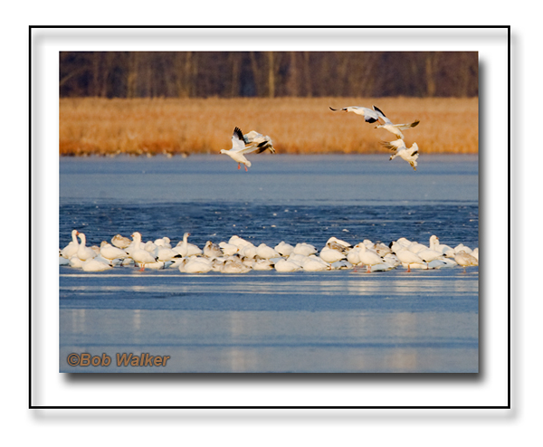 Snow Geese Landing