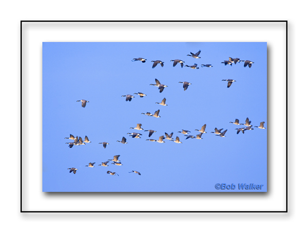 Its Fall Migration Time As The Canada Geese Make Their Way South
