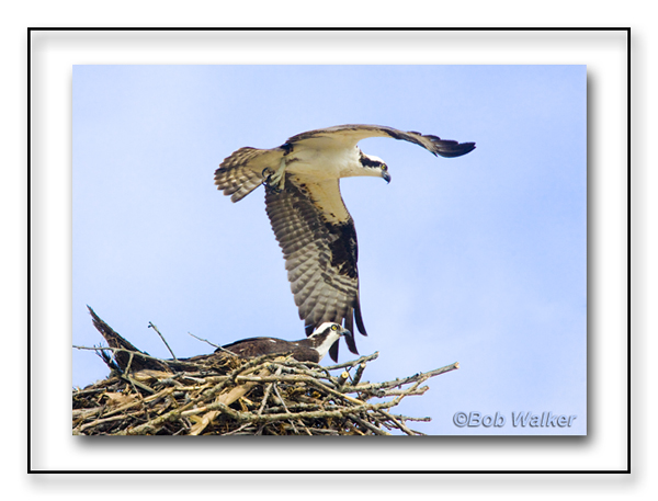 Awesome Birds Of Prey That Are Great To Observe