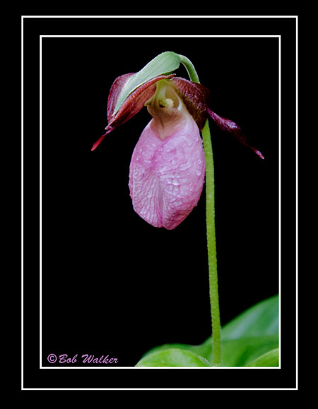 The Pink Ladys Slipper, a.k.a Pink Mocassin Flower (Cypripedium acaule)