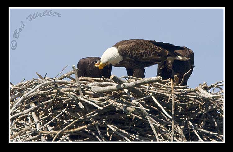 Just One Of The Rituals After Giving Birth To The Eaglets