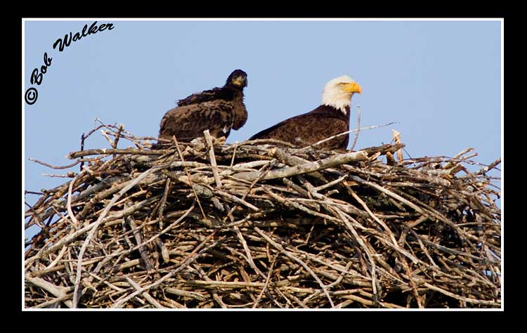 Eaglet And Parent Keep Vigilant