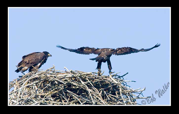 In Flight Training