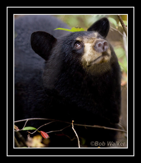 I Know They Are Up There, Look While Searching For Berries