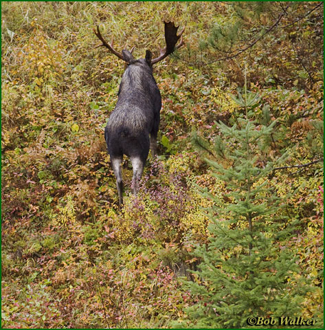 And The Bull Moose Went On Its Way