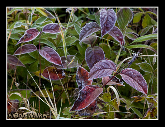 One Frosty Morn