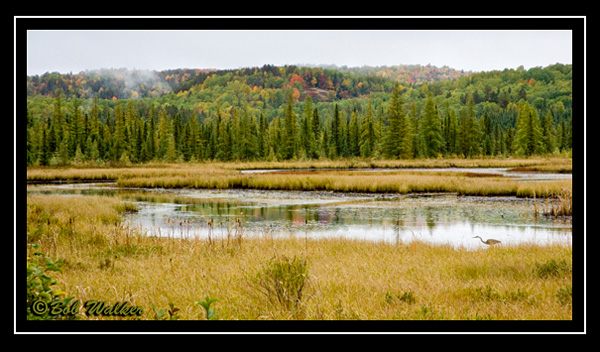 A Great Blue Heron Seen Along Along Opeongo Road