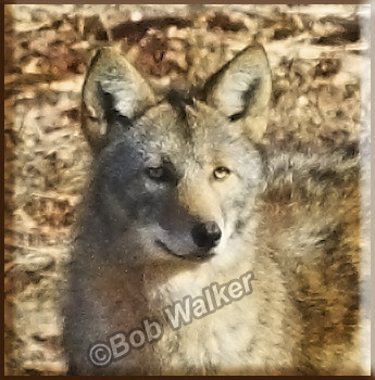 North American Eastern Coyote (Canis latrans) Up Close And Pesonal