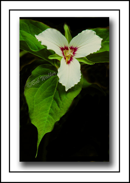 Painted Trillium (Trillium undulatum)