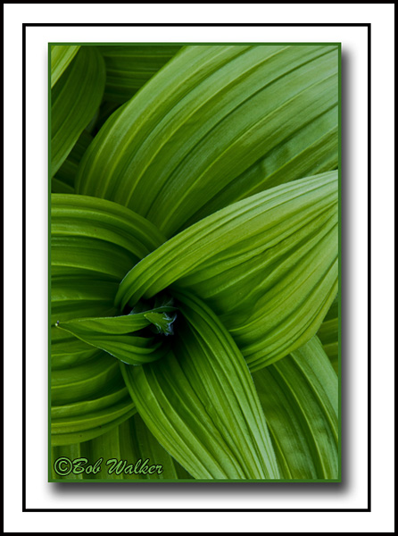 Veratrum  a.k.a False Hellebore