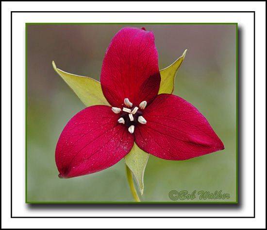 Potrait Of A Purple Trillium (Trillium erectum) a.k.a. Wake-robin