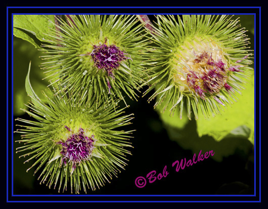 Common Burdocks (Arttium minus)